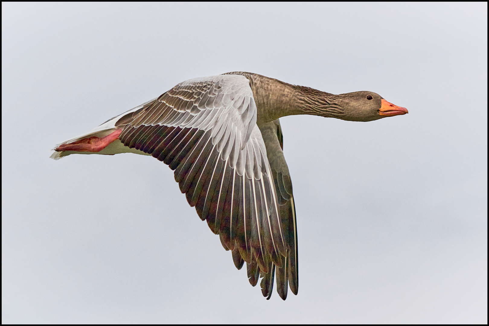 Graugans im Anflug