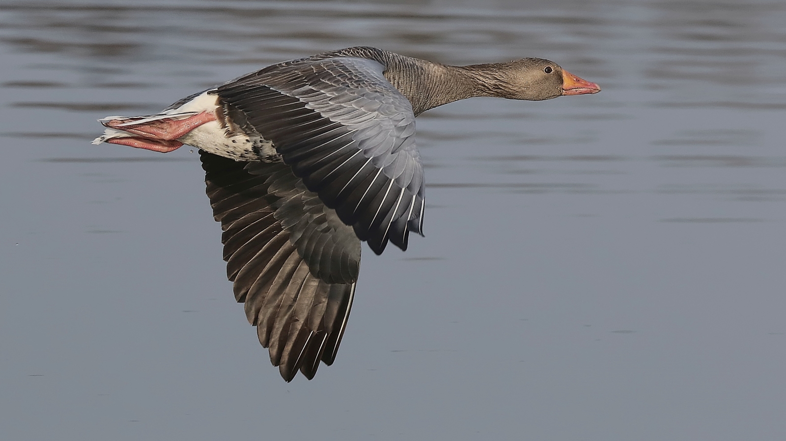 Graugans im Anflug 