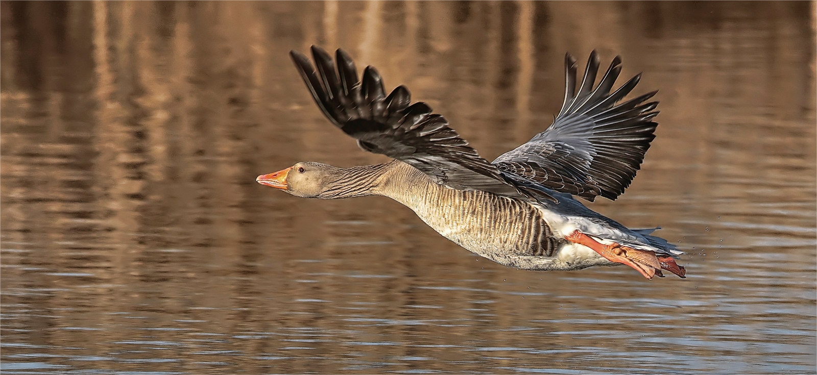 Graugans im Anflug