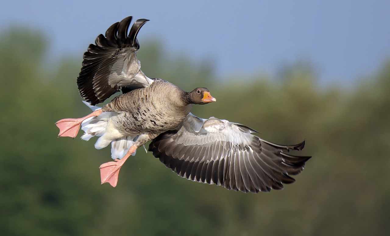 Graugans im Anflug