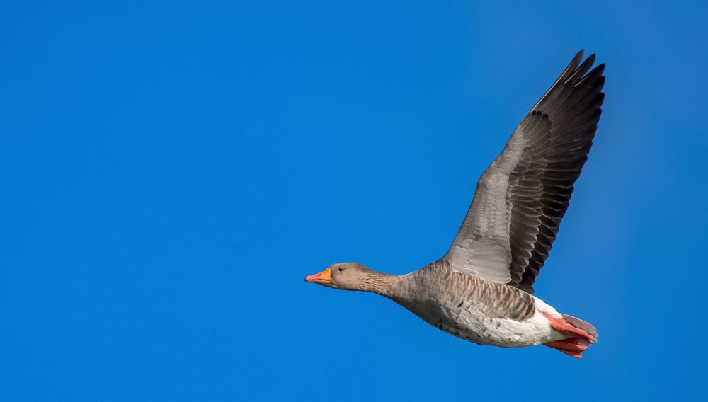 Graugans im Anflug