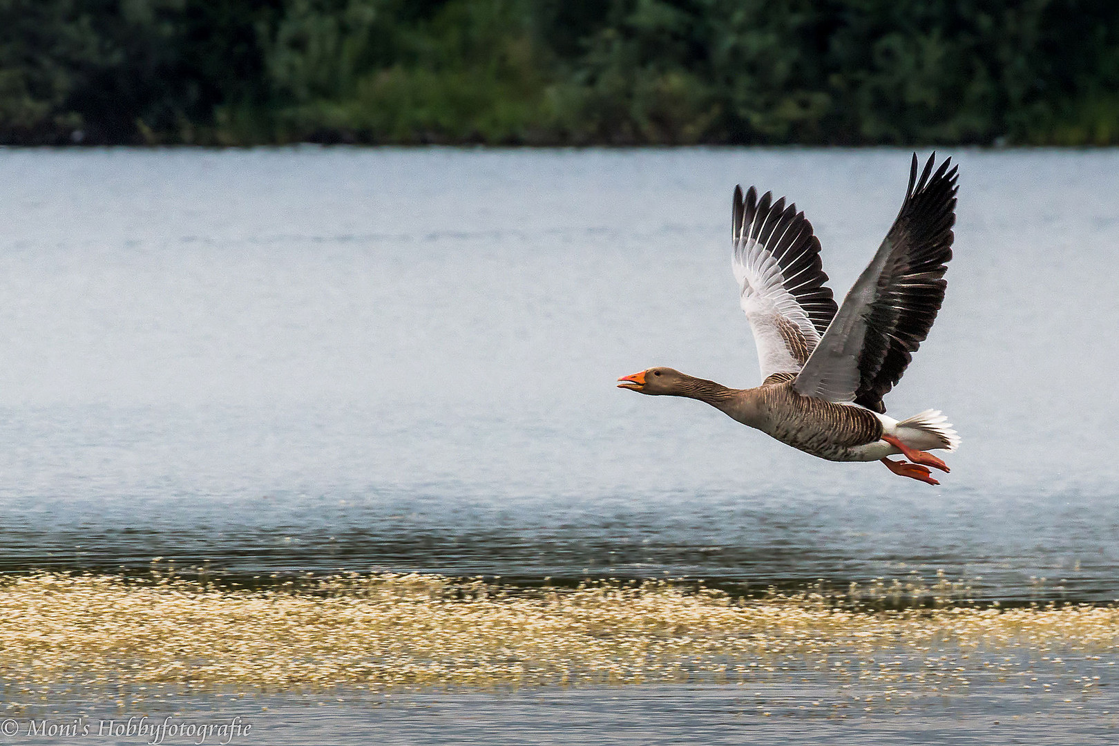 Graugans im Anflug