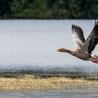 Graugans im Anflug