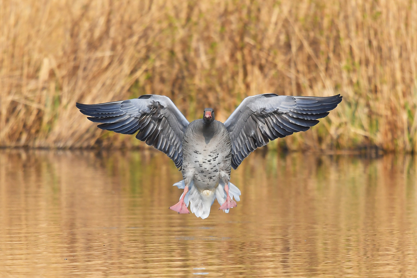 Graugans im Anflug