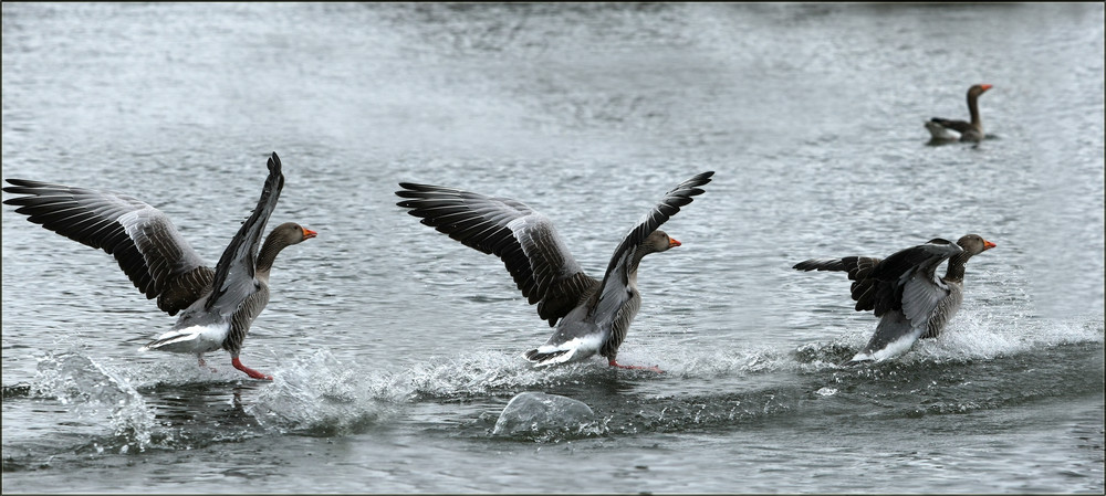 Graugans im Anflug