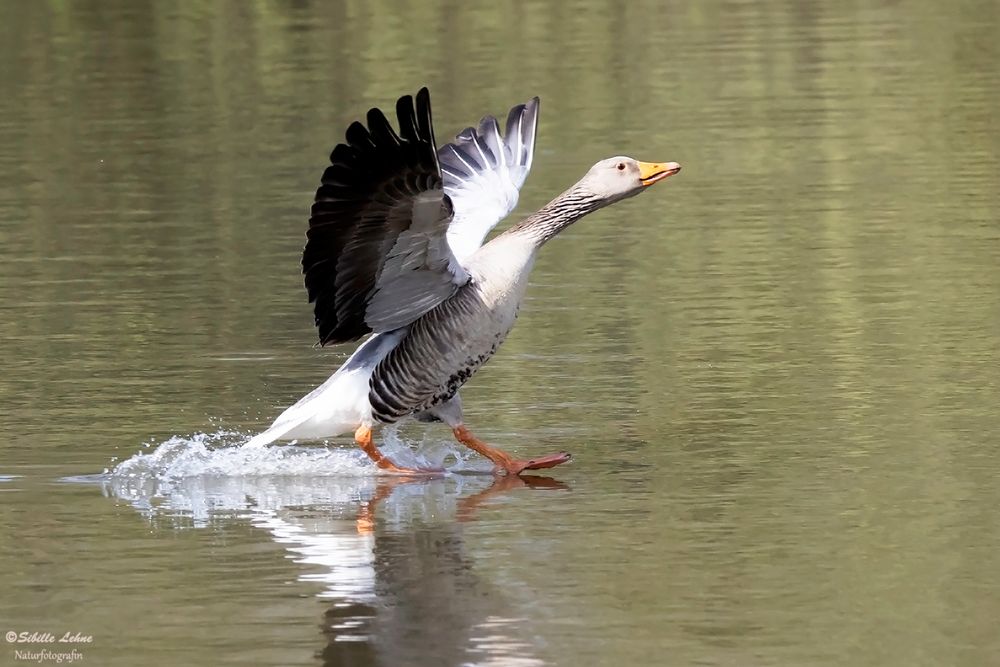 Graugans im Anflug