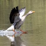 Graugans im Anflug