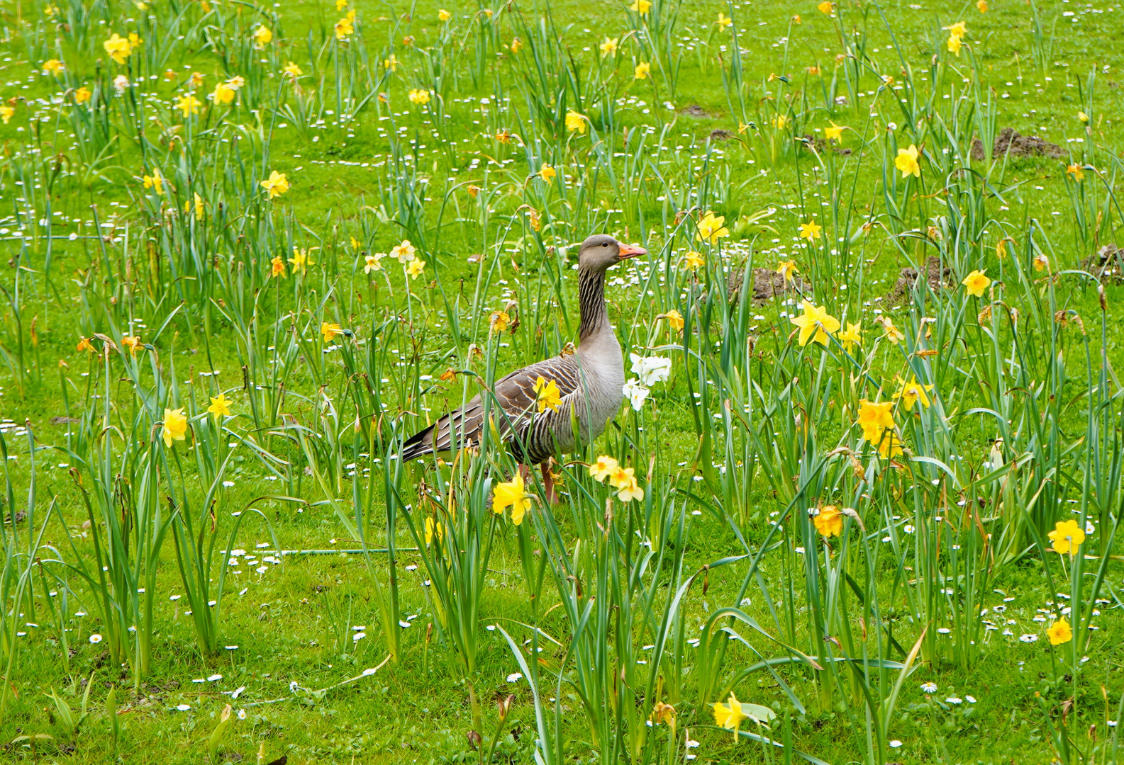 Graugans im Blumenmeer