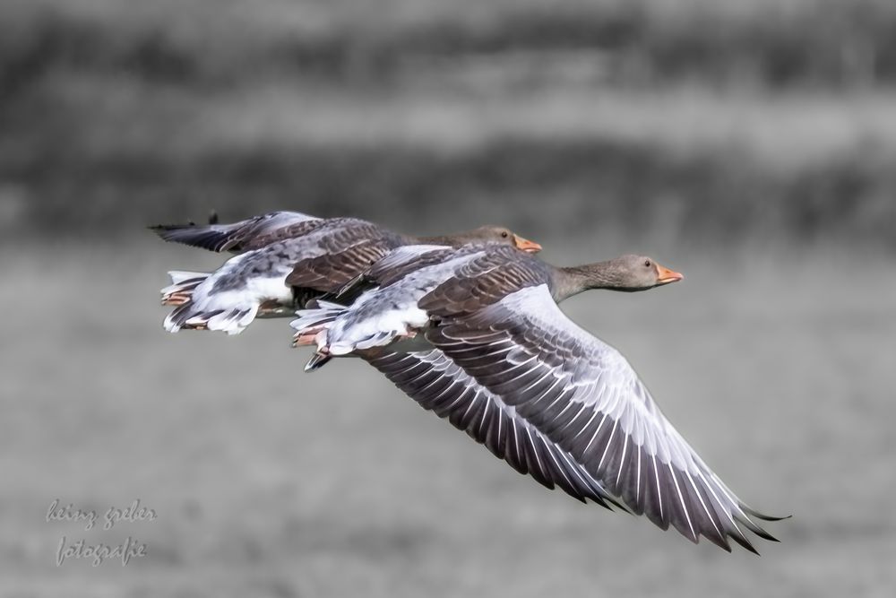 Graugans im Doppelpack