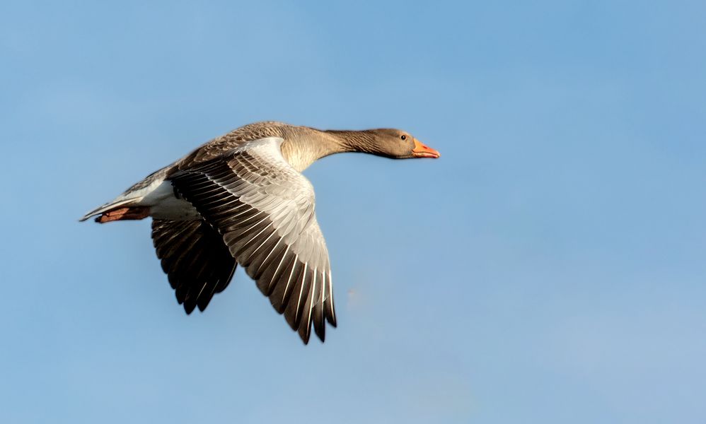 Graugans im Flug 001