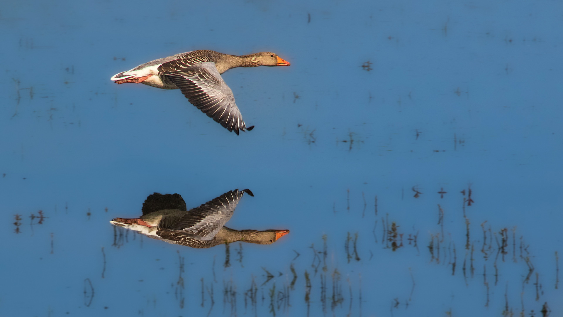 Graugans im Flug 001