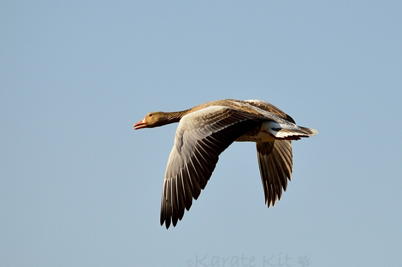 Graugans im Flug