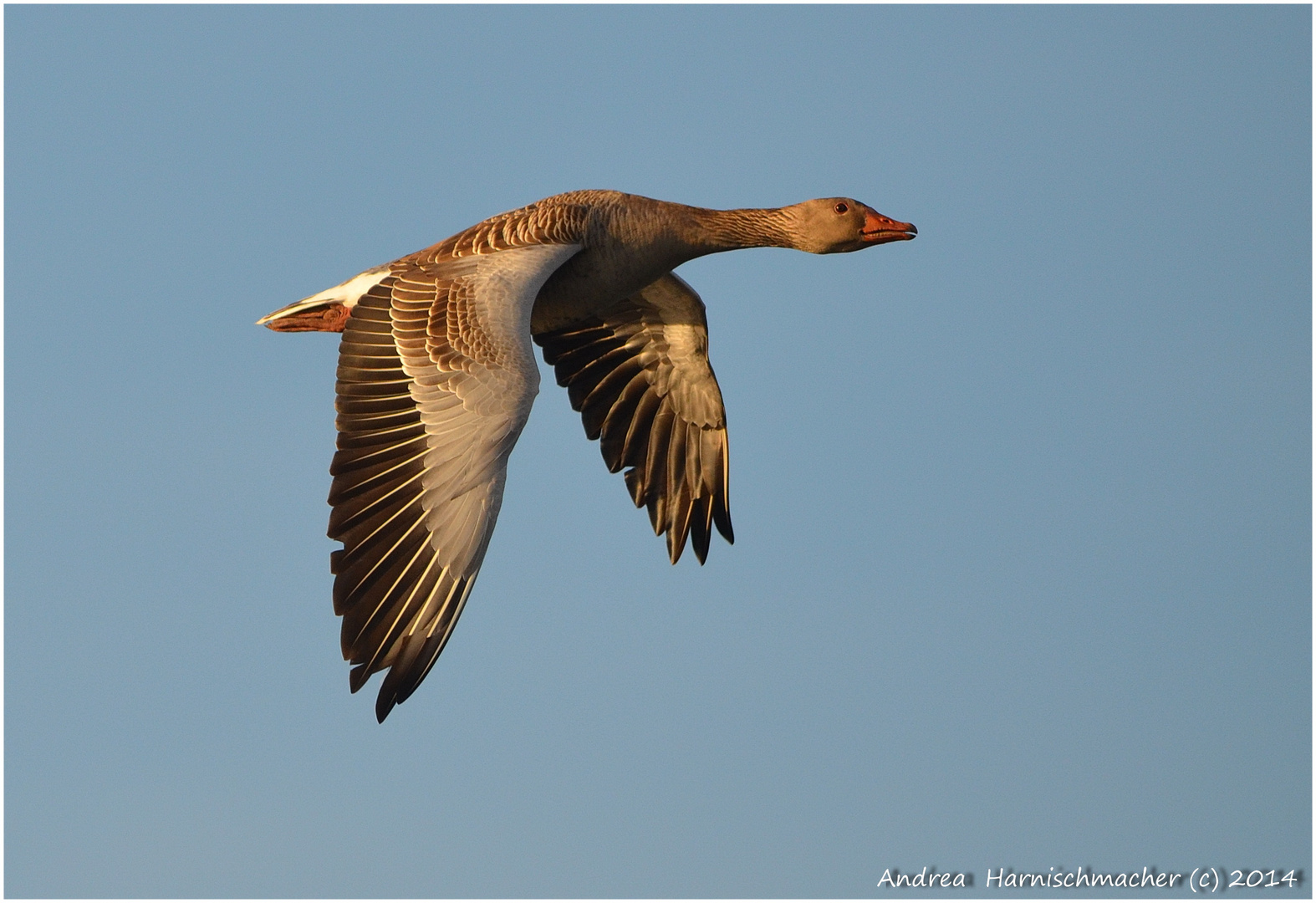 Graugans im Flug