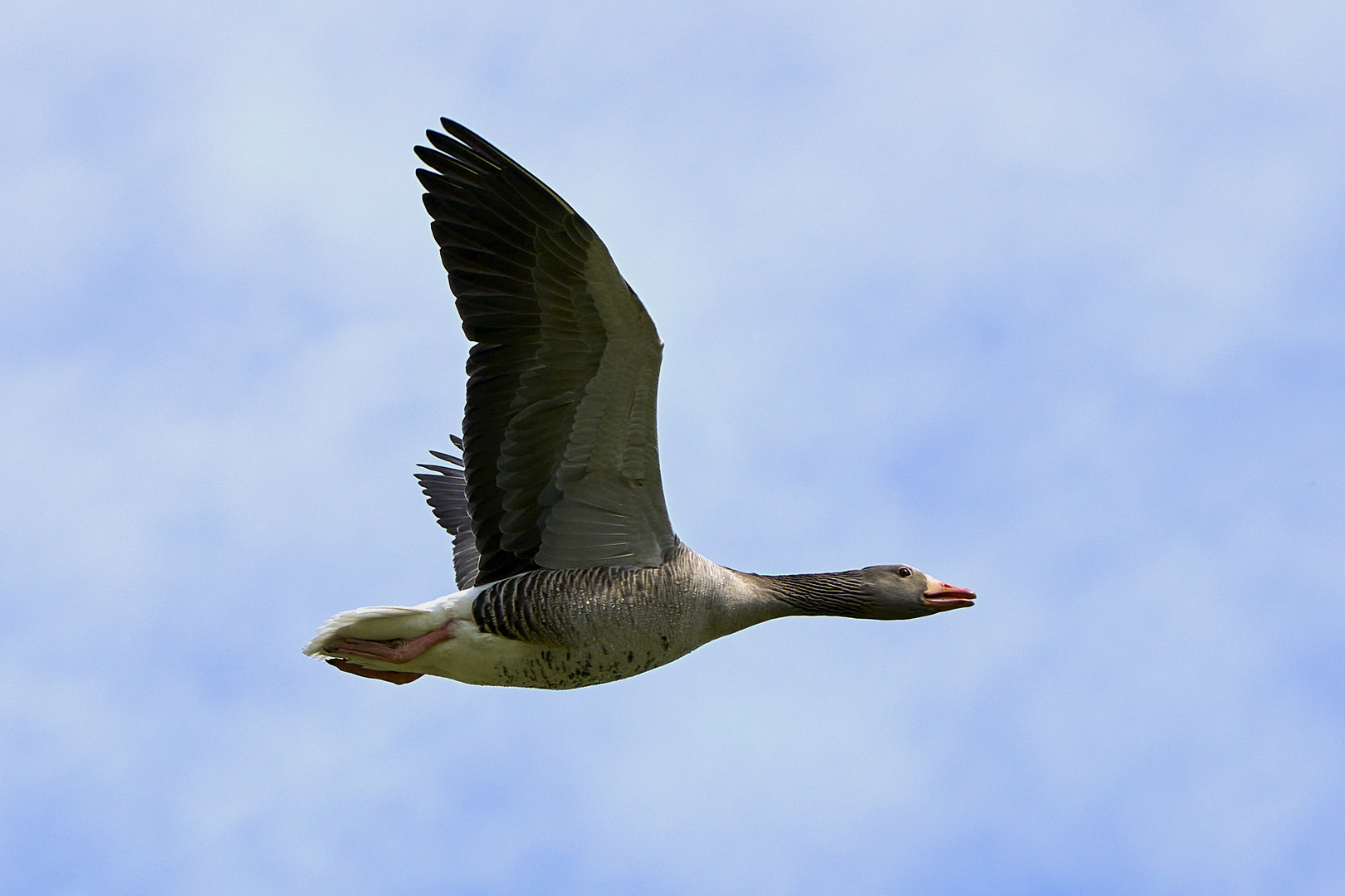 Graugans im Flug