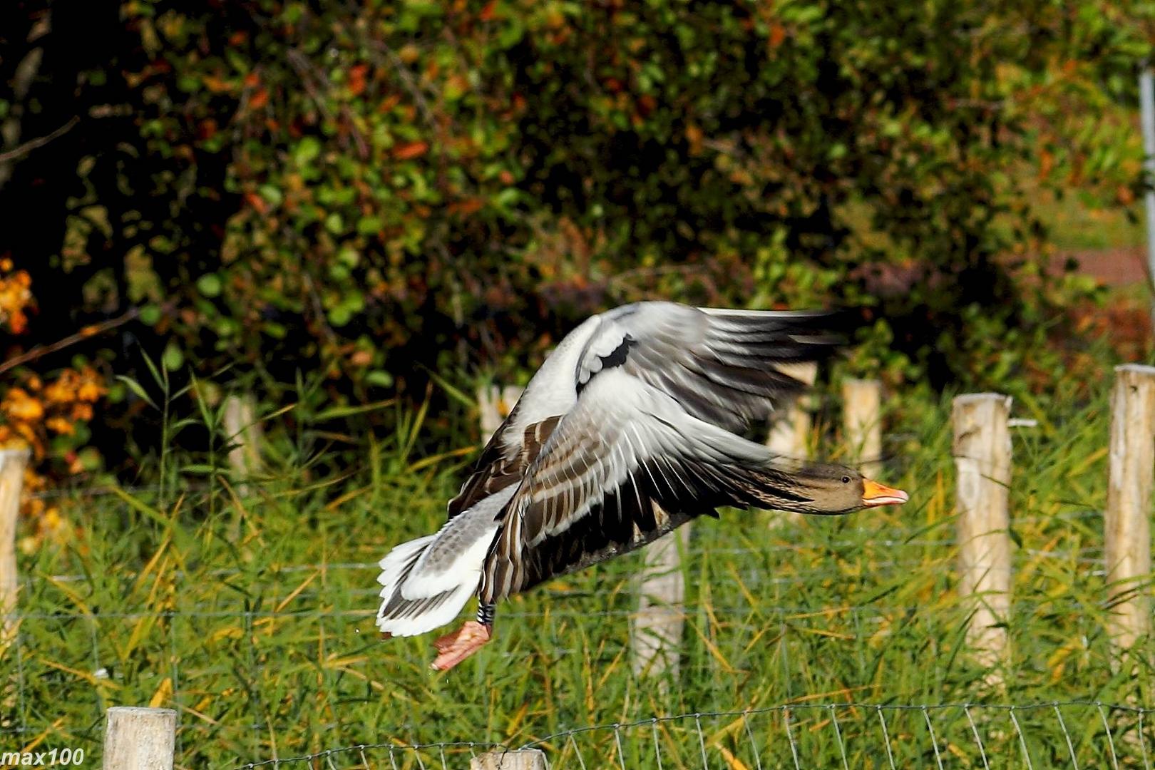 Graugans im Flug