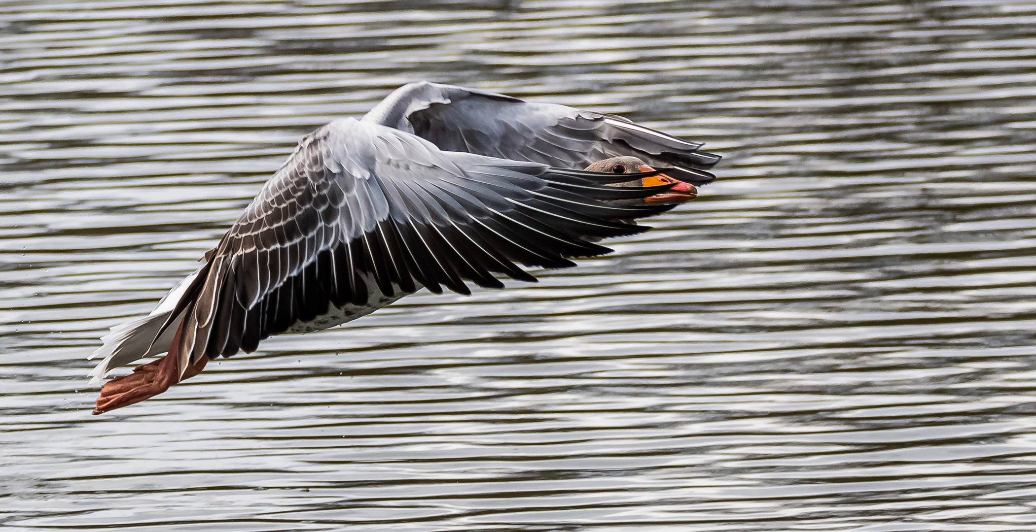 Graugans im Flug