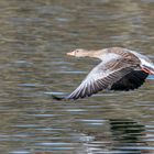 Graugans im Flug