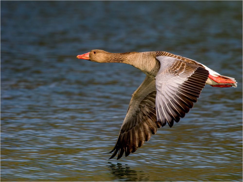 Graugans im Flug