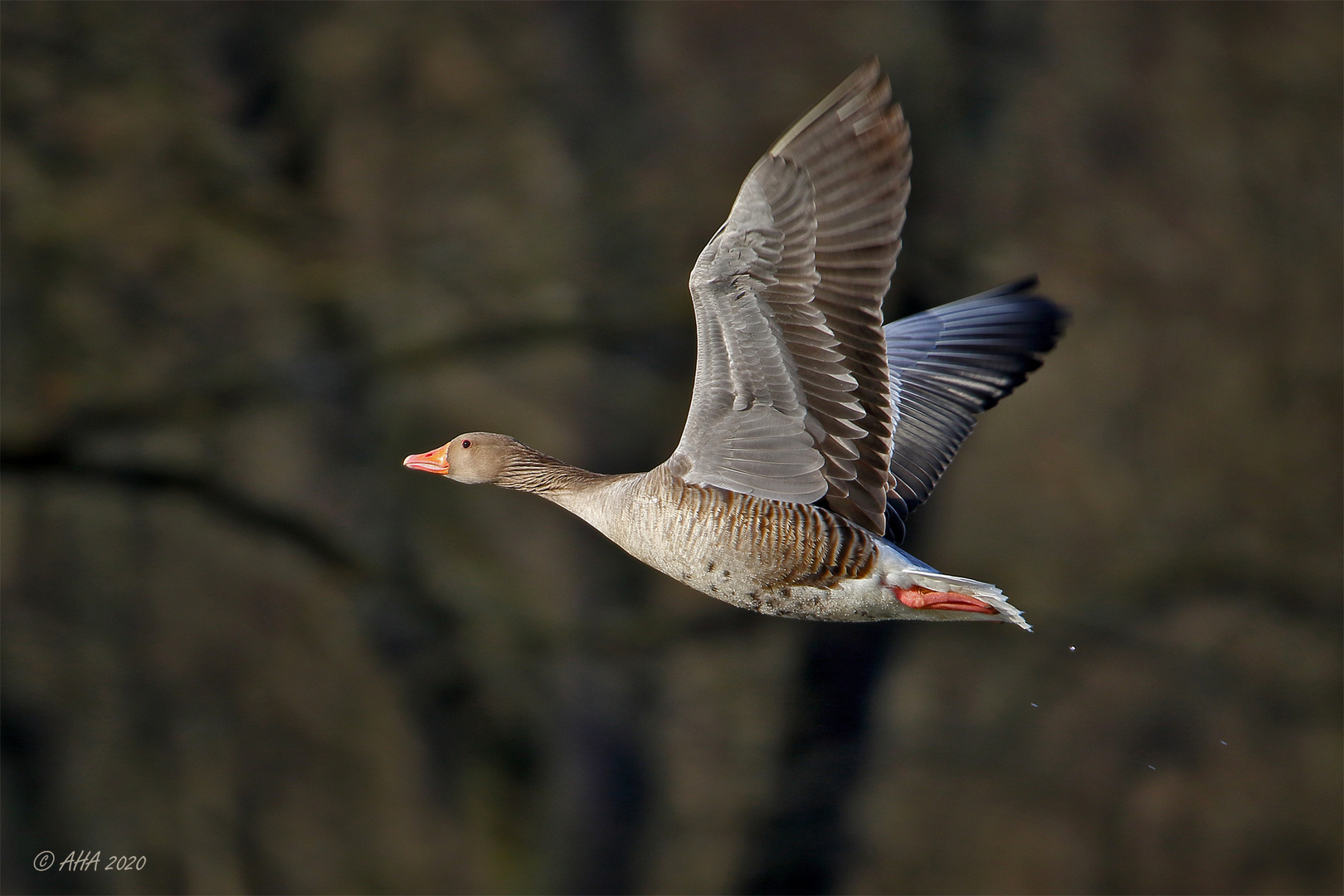 Graugans im Flug