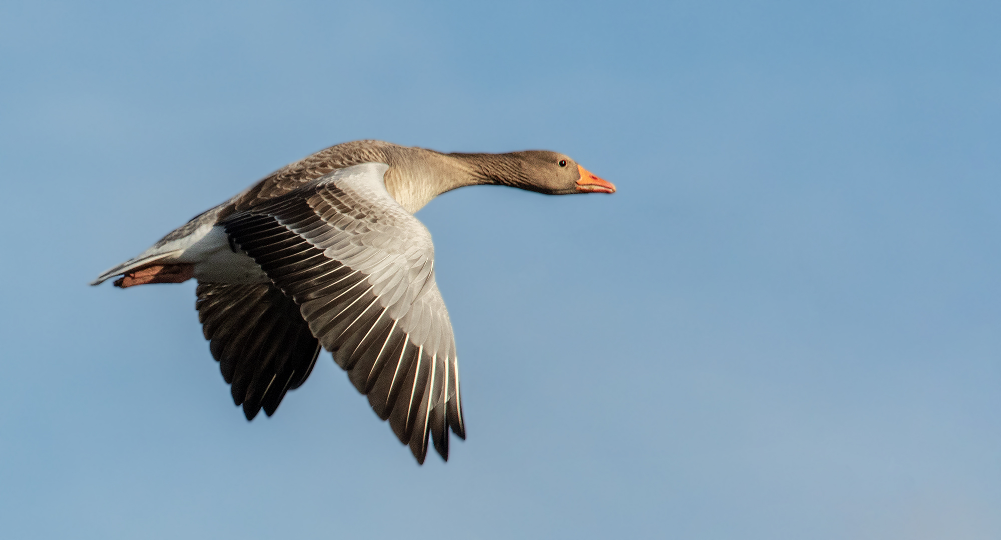 Graugans im Flug 