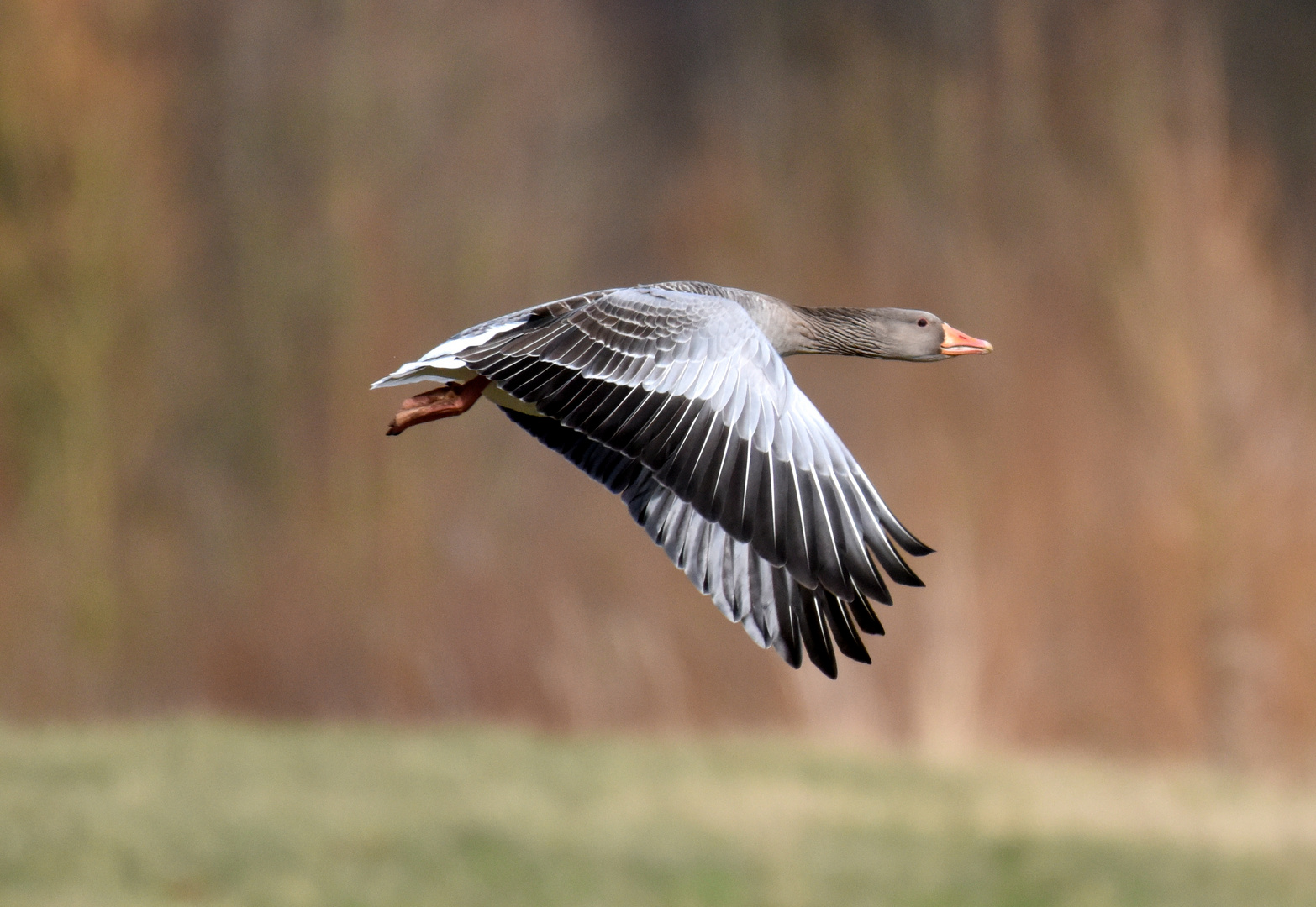 Graugans im Flug