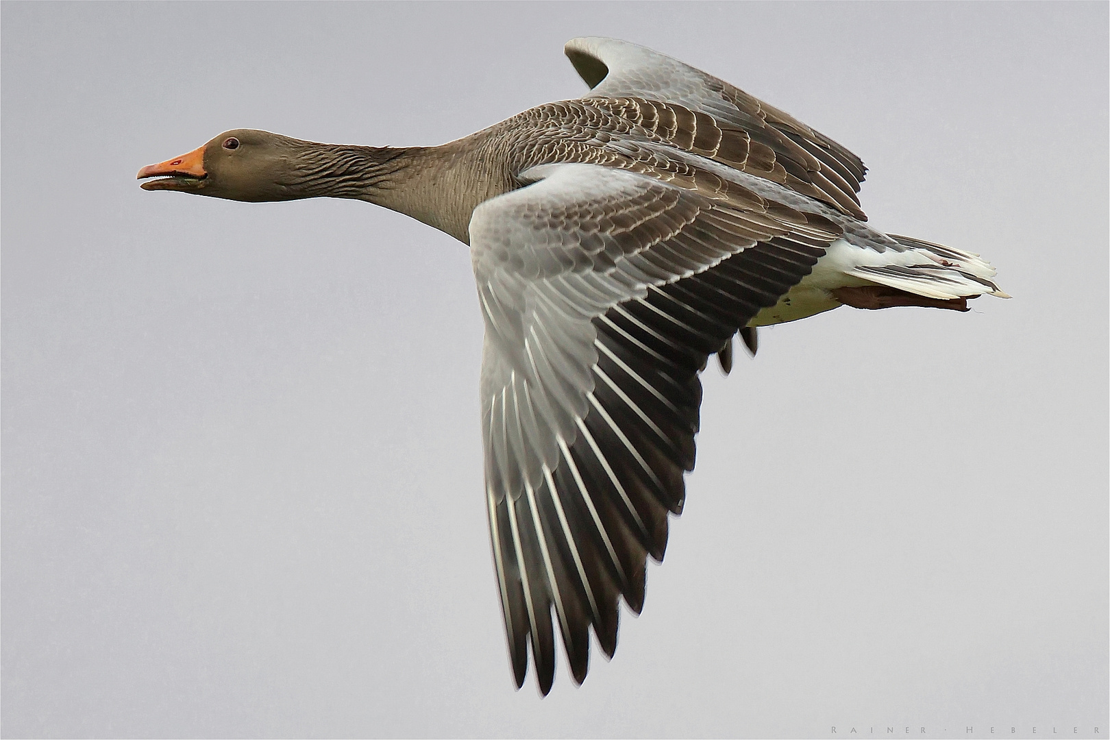 Graugans im Flug