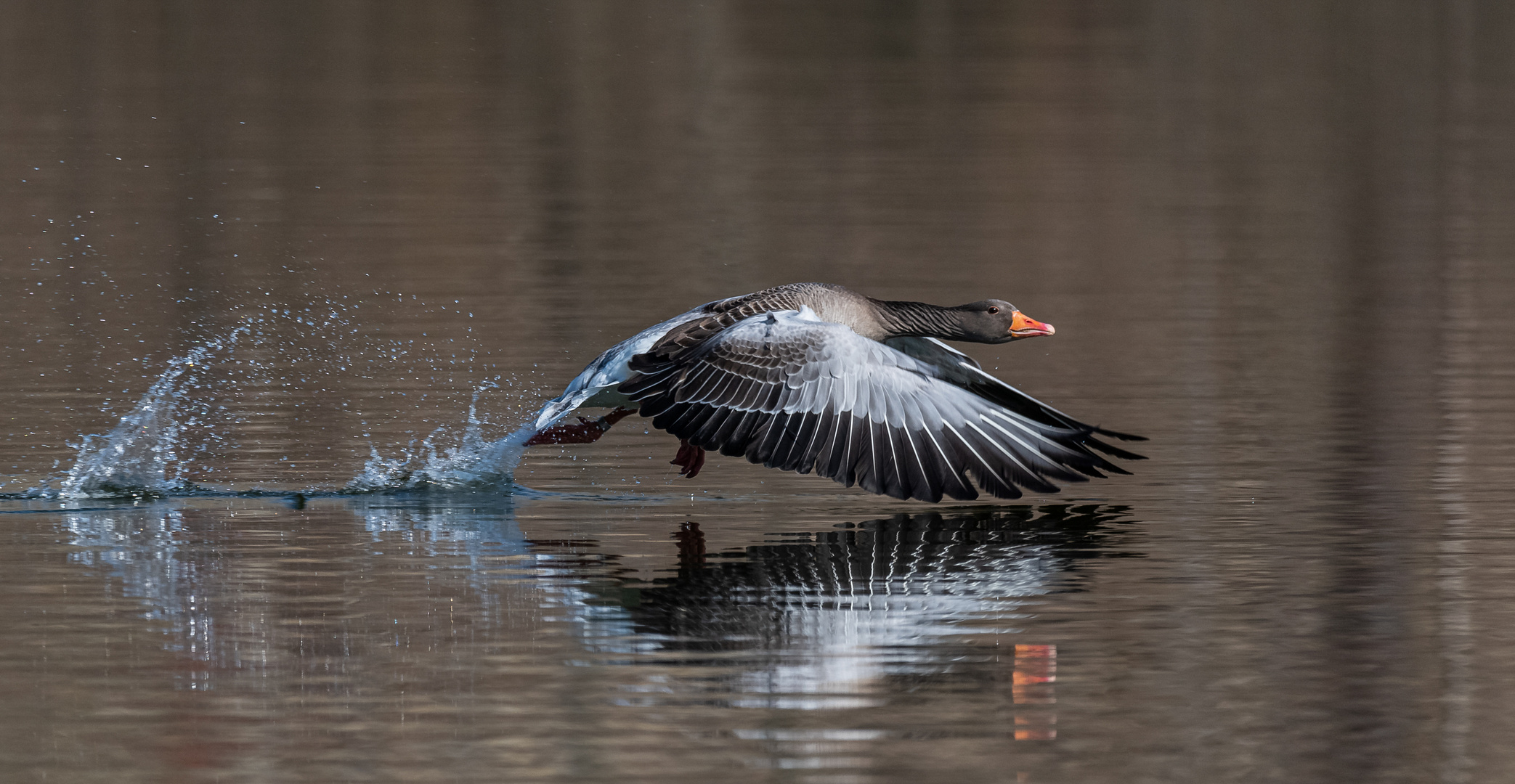 Graugans im Flug ...