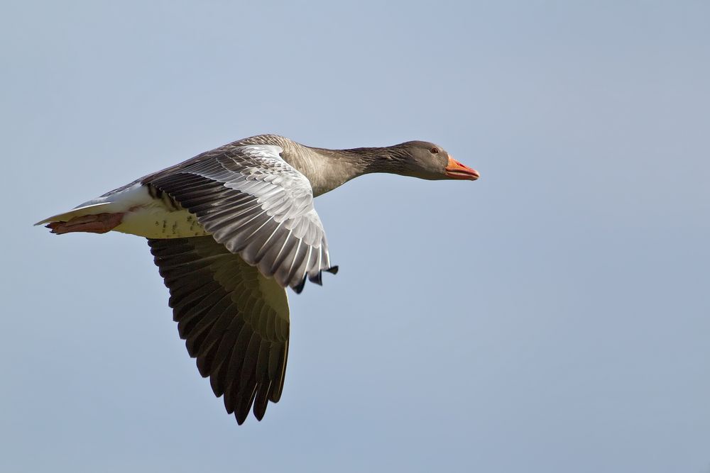 Graugans im Flug 3/10