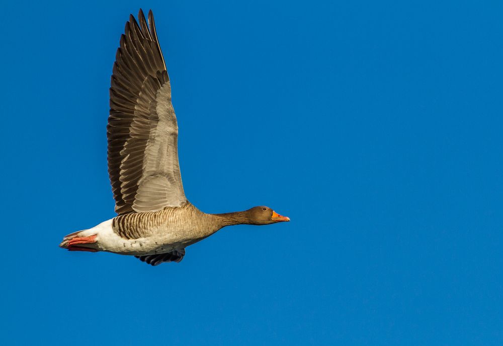 Graugans im Flug