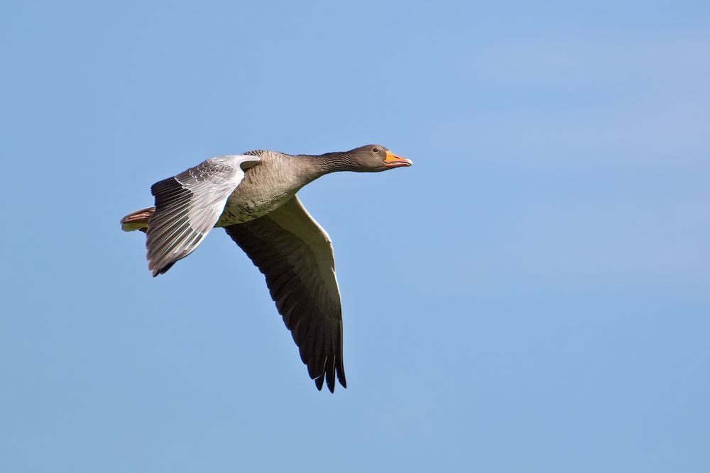 Graugans im Flug 4/10