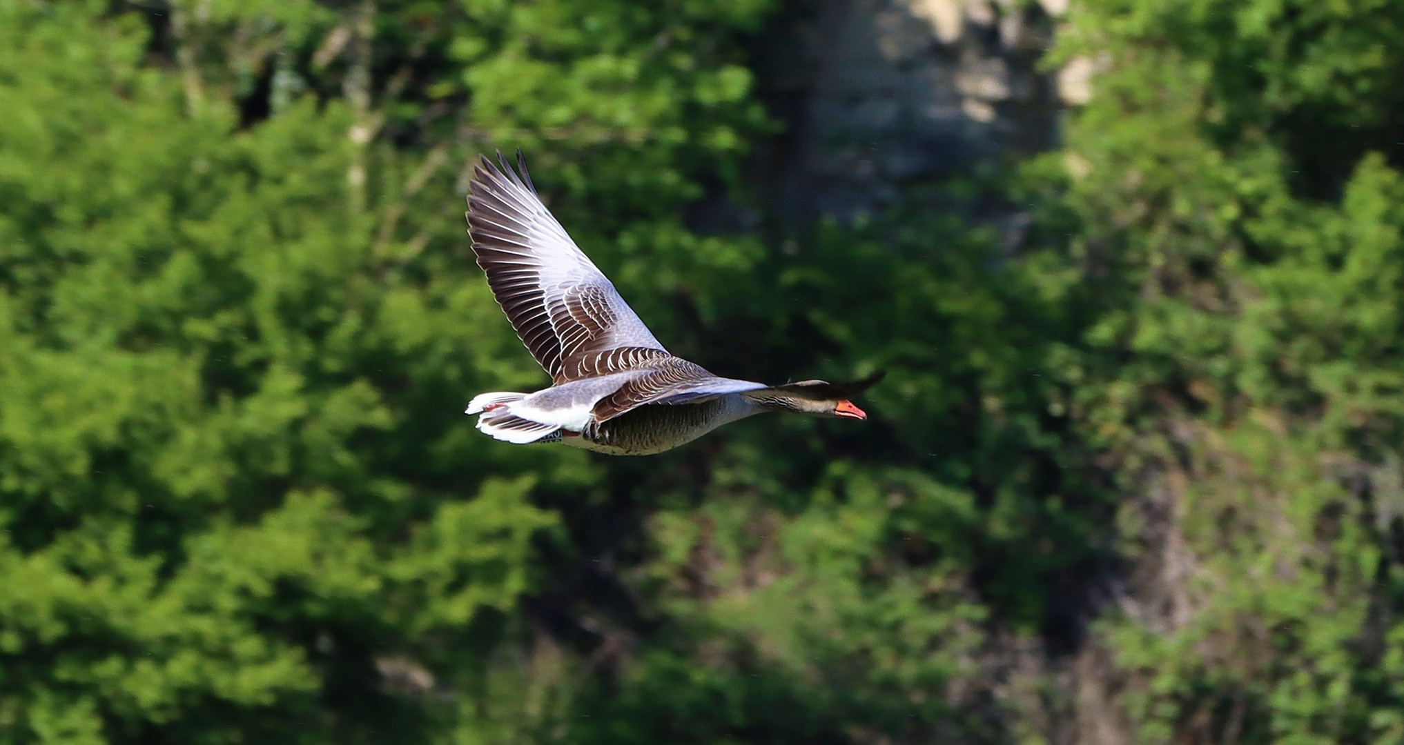 Graugans im Flug