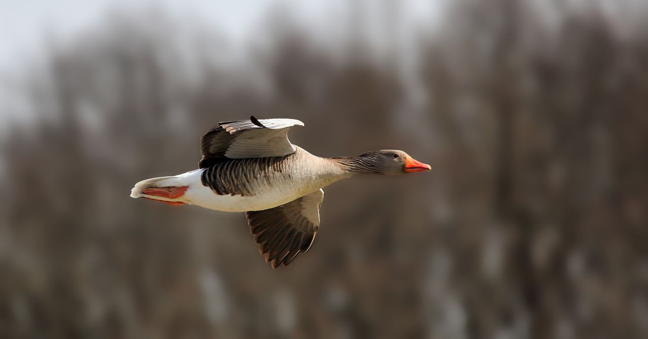 Graugans im Flug