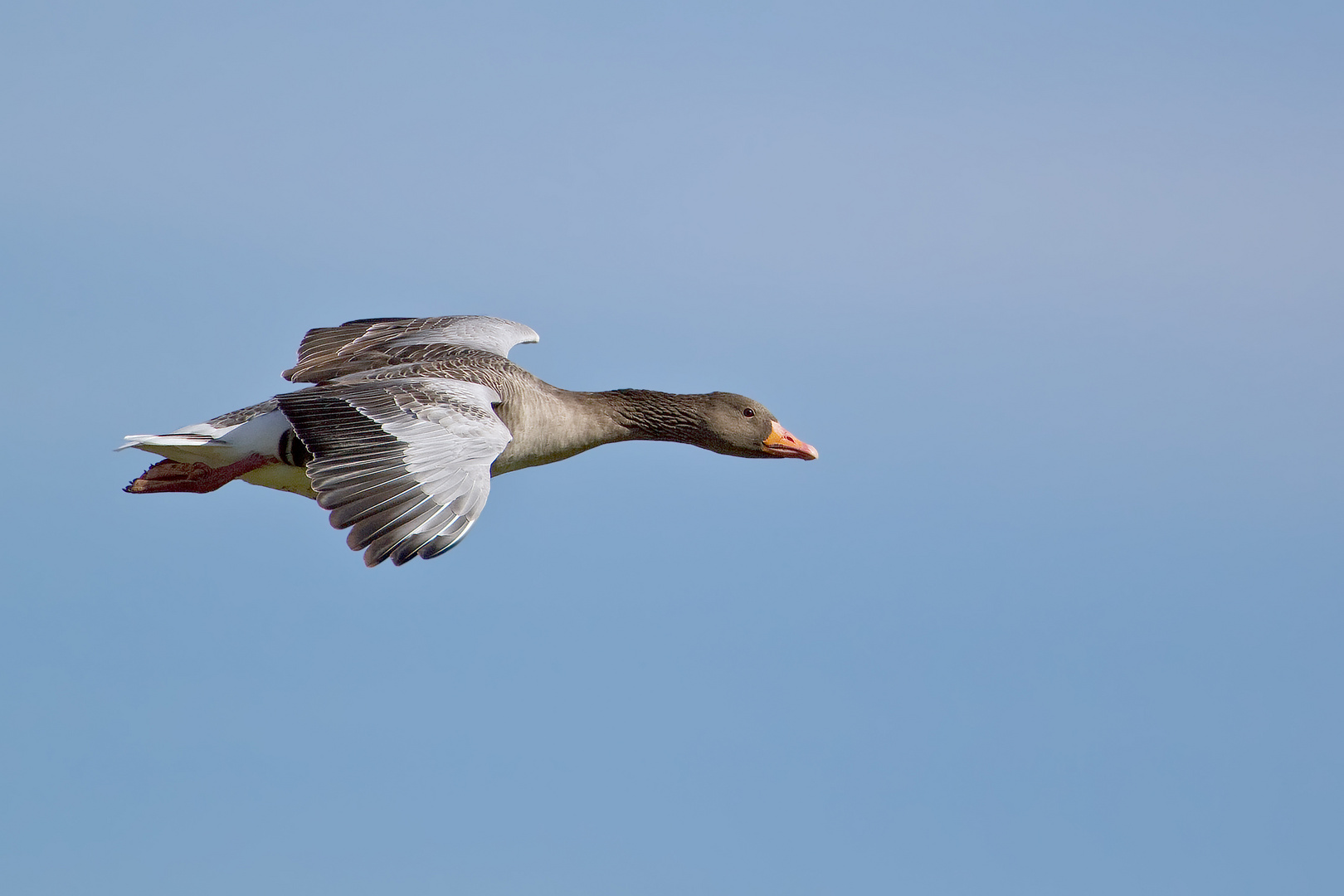 Graugans im Flug 5/10