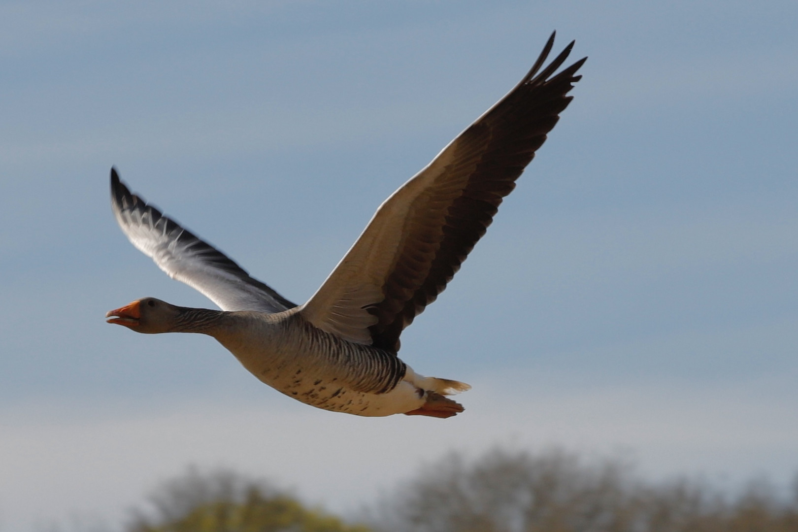 Graugans im Flug