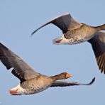 Graugans im Flug 6/09 - Paarflug