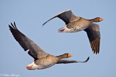 Graugans im Flug 6/09 - Paarflug