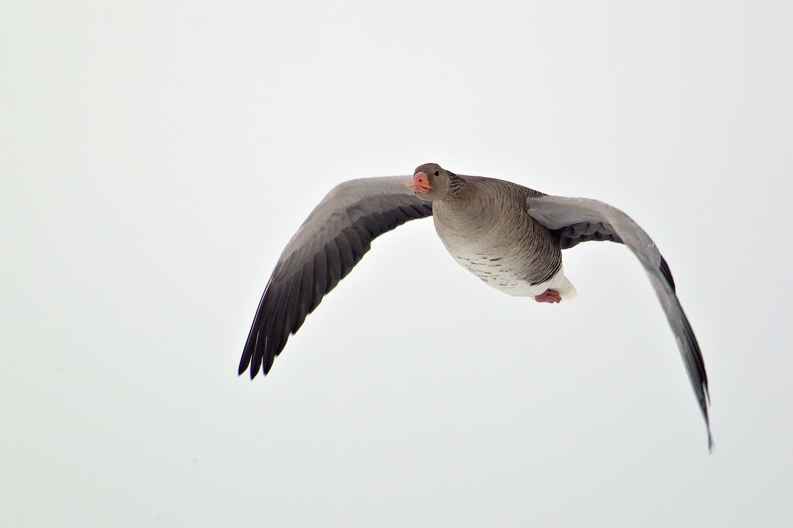 Graugans im Flug 7/10