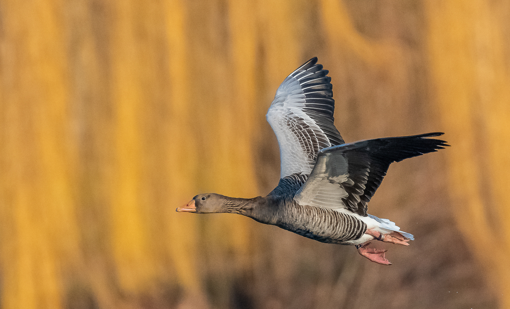 Graugans im Flug ...