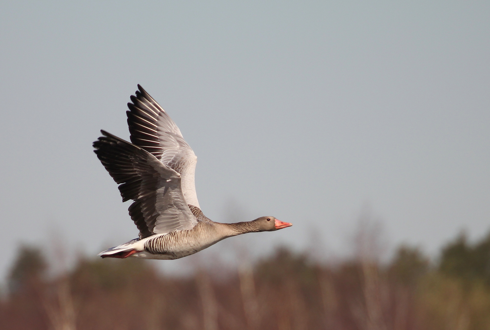 Graugans im Flug