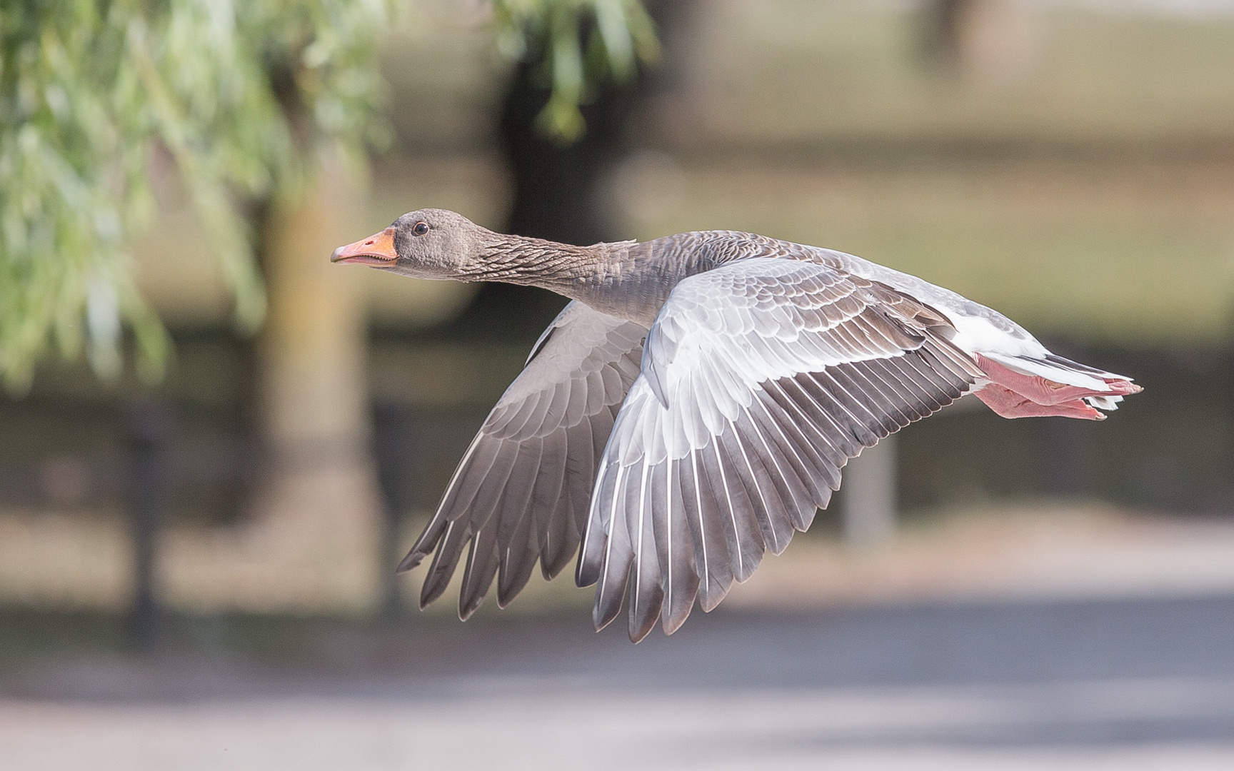 Graugans im Flug