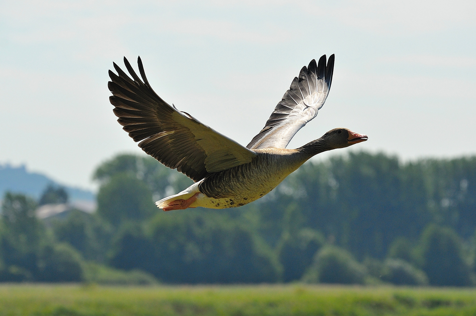 Graugans im Flug