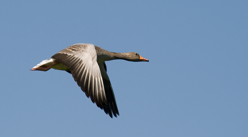 Graugans im Flug