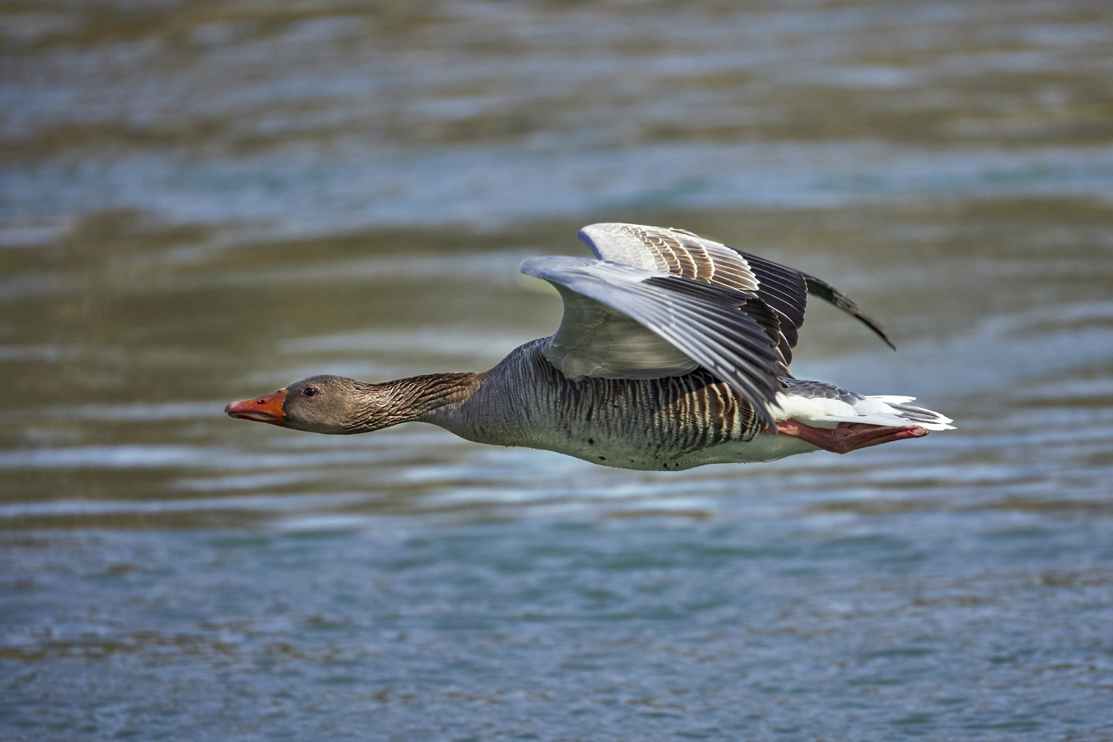 Graugans im Flug