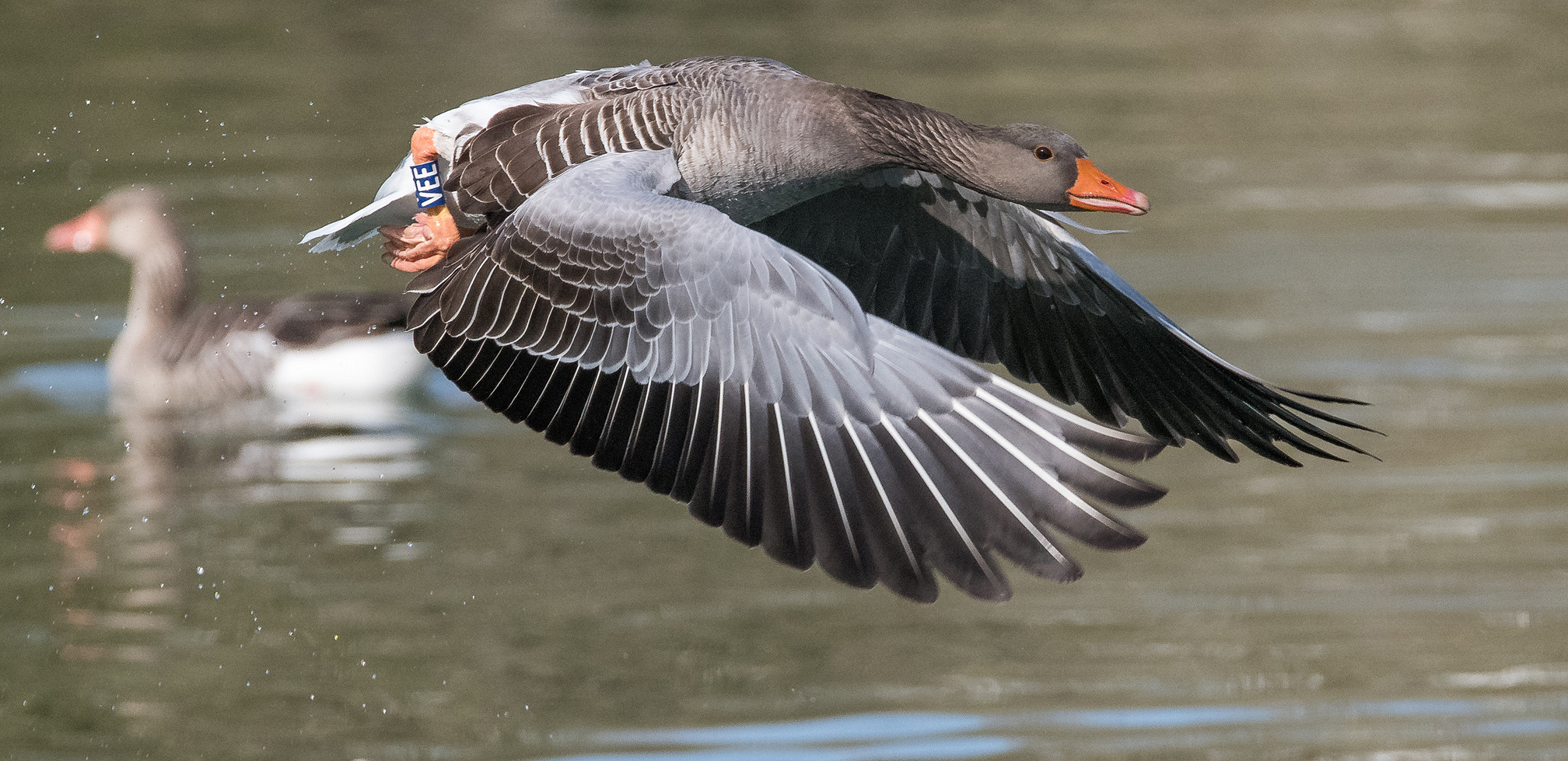 Graugans im Flug