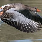 Graugans im Flug