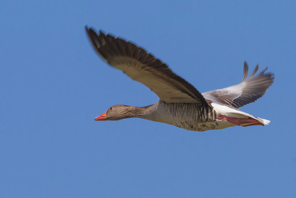 Graugans im Flug