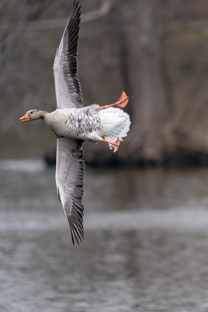 Graugans im Flug