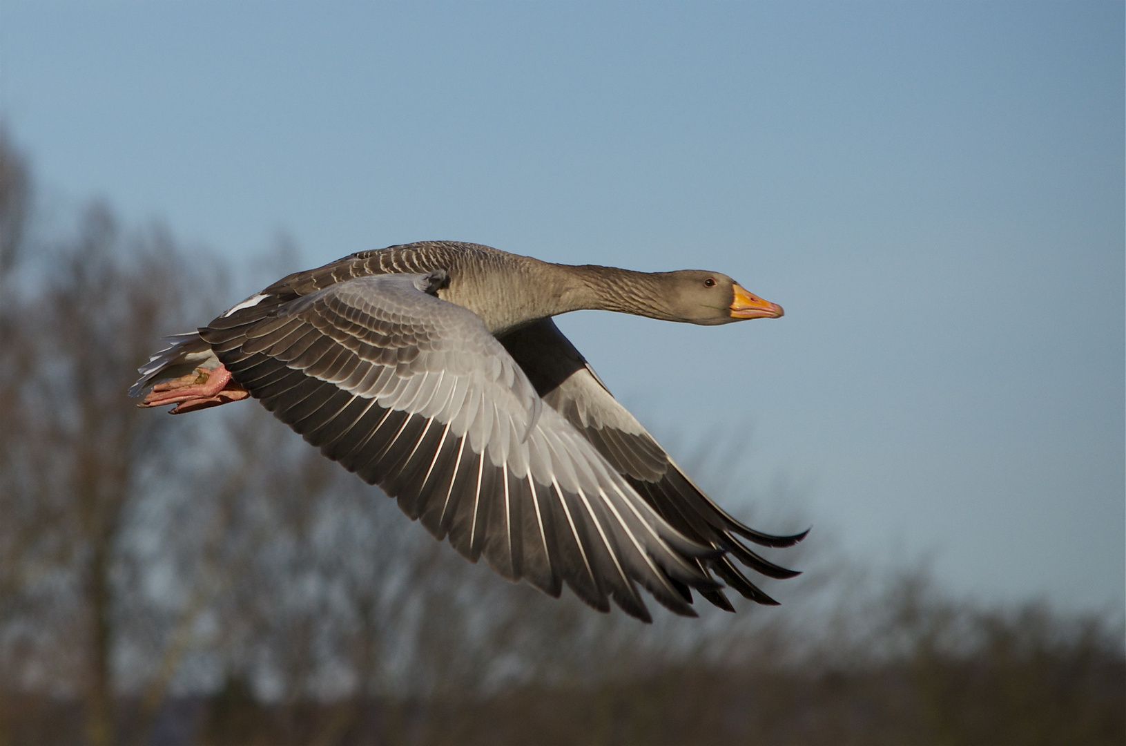 Graugans im Flug