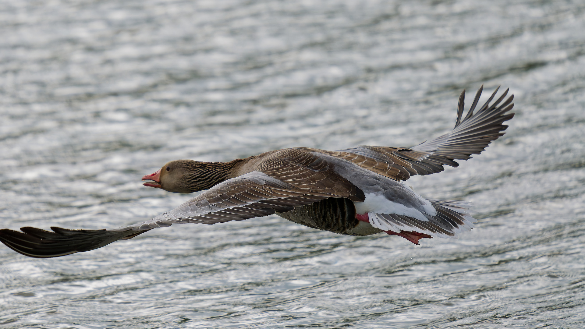 Graugans im Flug