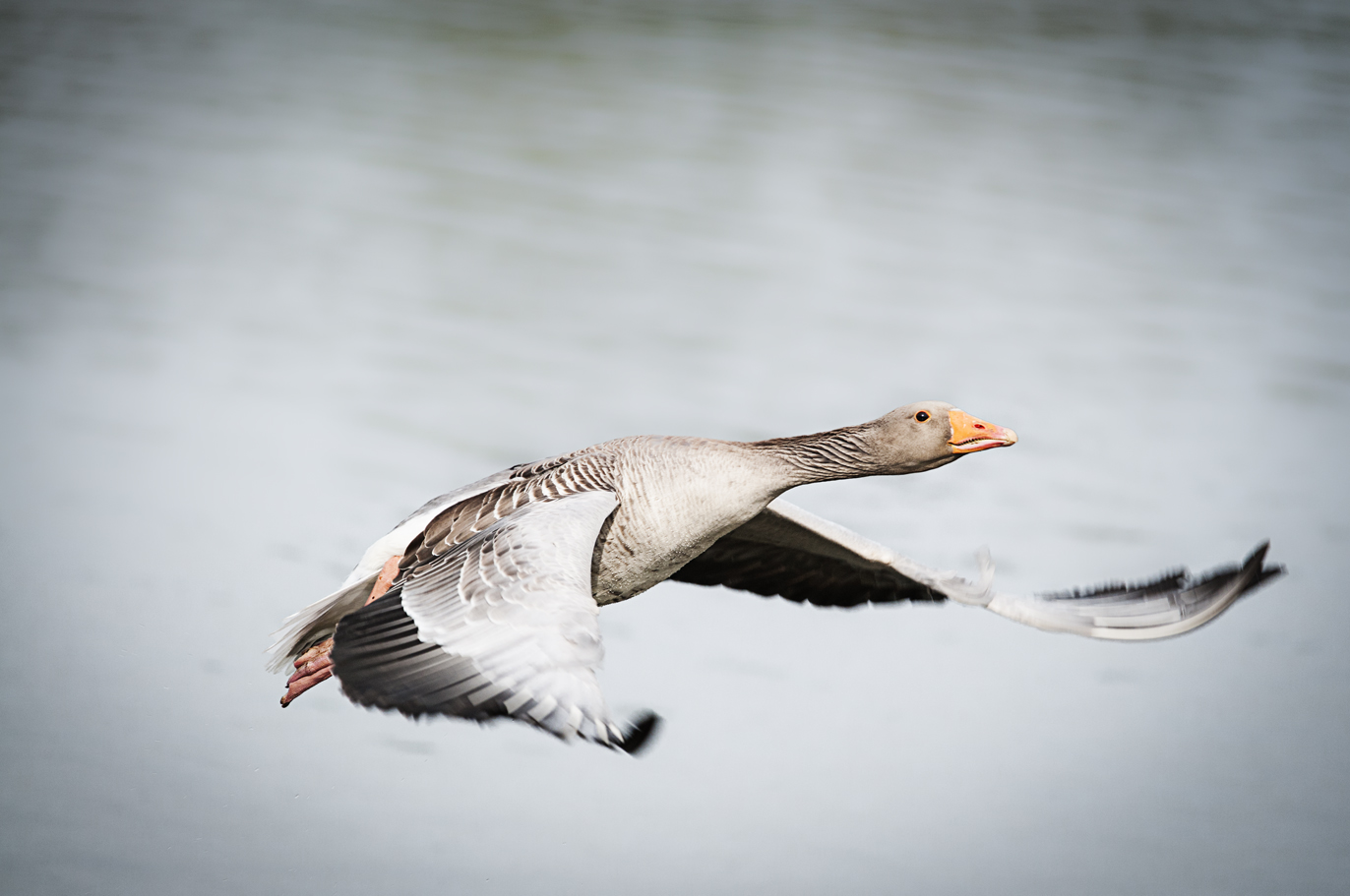 Graugans im Flug